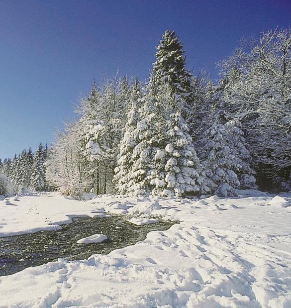 Camping De Binnenvaart Superior Chalet Aan de Wolfsberg Εξωτερικό φωτογραφία
